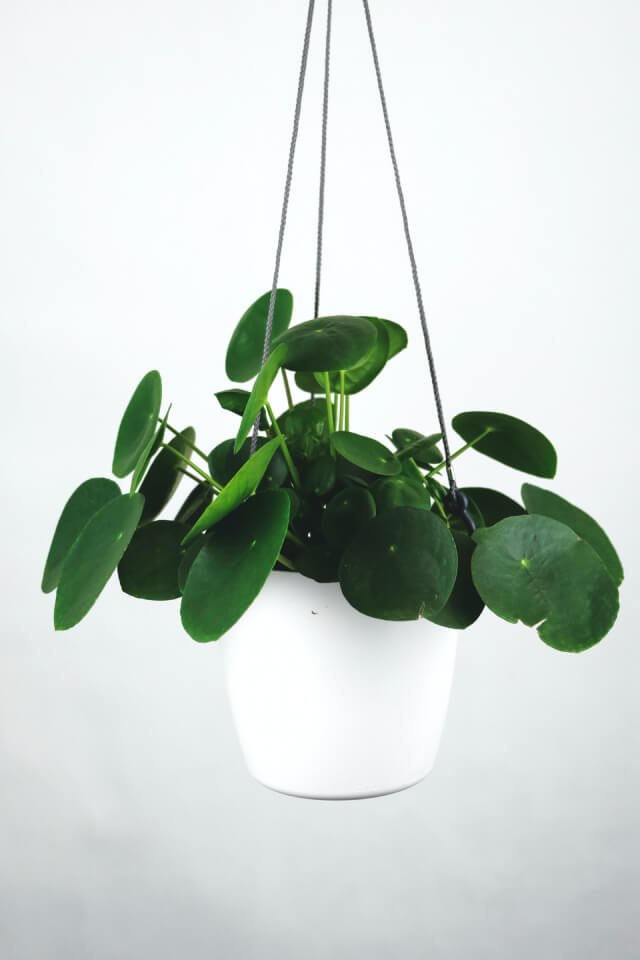 Pilea Peperomioides - Afbeelding 2